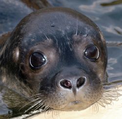 Seal pup. Nikon D70 200mm lens. by Grant Kennedy 